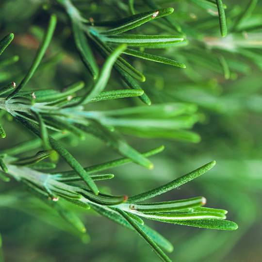 Extra Virgin Olive Oil With rosemary